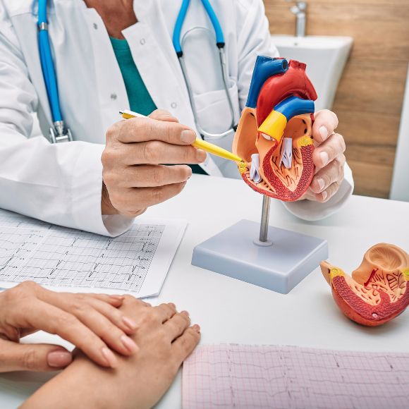 Ärztin oder Arzt erklärt mit einem Herzmodell den Aufbau des menschlichen Herzens während eines Patientengesprächs, im Vordergrund EKG-Ausdrucke und Hände eines Patienten.
