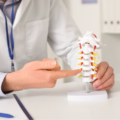 Ein Orthopäde zeigt auf einen Rückenwirbel