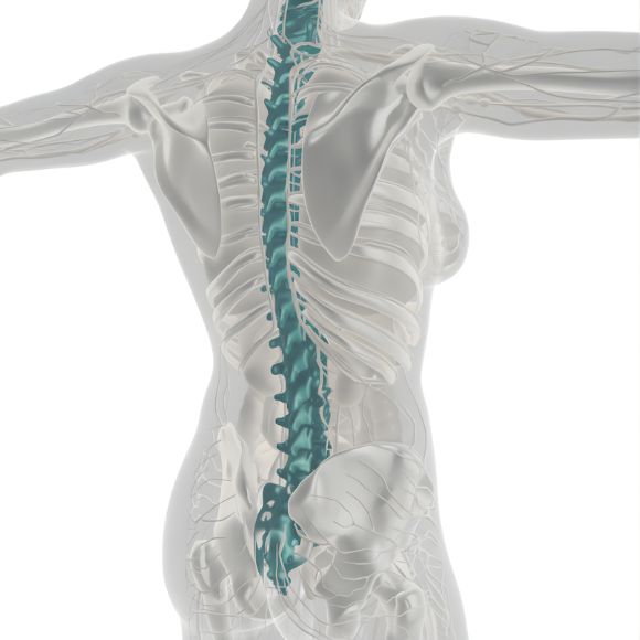 Grafische Darstellung einer Wirbelsäule.